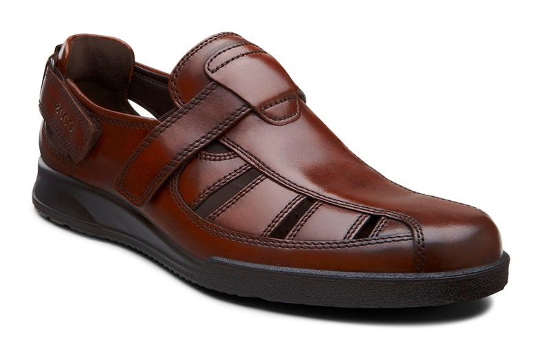 TRANSPORTER (Brown)